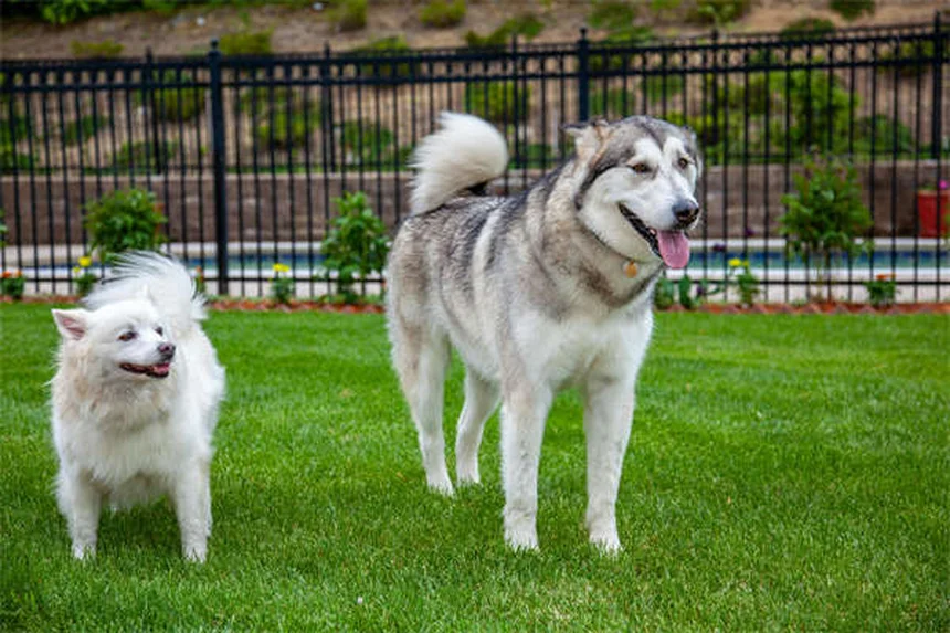 What to Feed a Dog With Diarrhea: Vet-Approved Tips