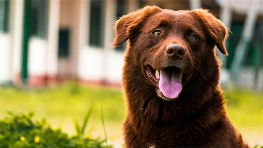 Trazodone for Dogs: Safe Dosage, Side Effects & Anxiety Relief