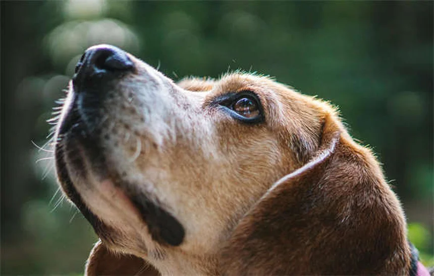 Why Does My Dog Bark So Much? 5 Common Reasons & Fixes
