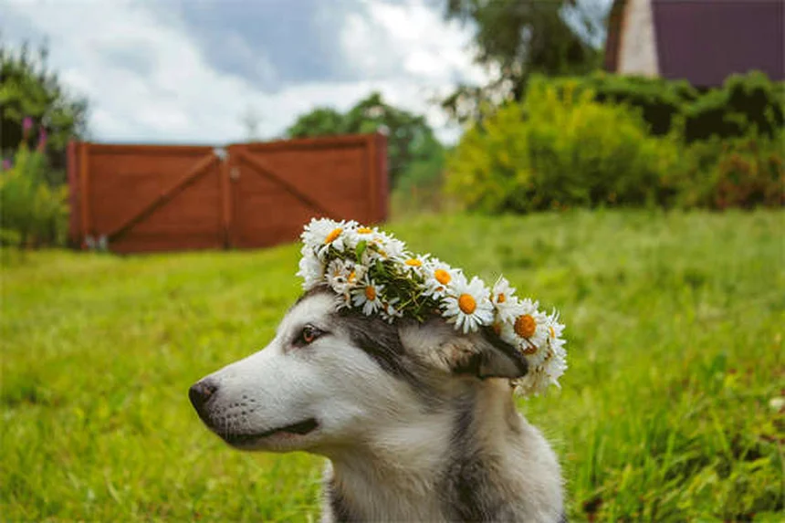 Why Does My Dog Bark So Much? 5 Common Reasons & Fixes