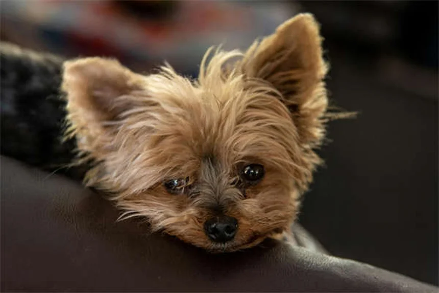 Why Do Dogs Love Squeaky Toys? 3 Surprising Reasons Explained