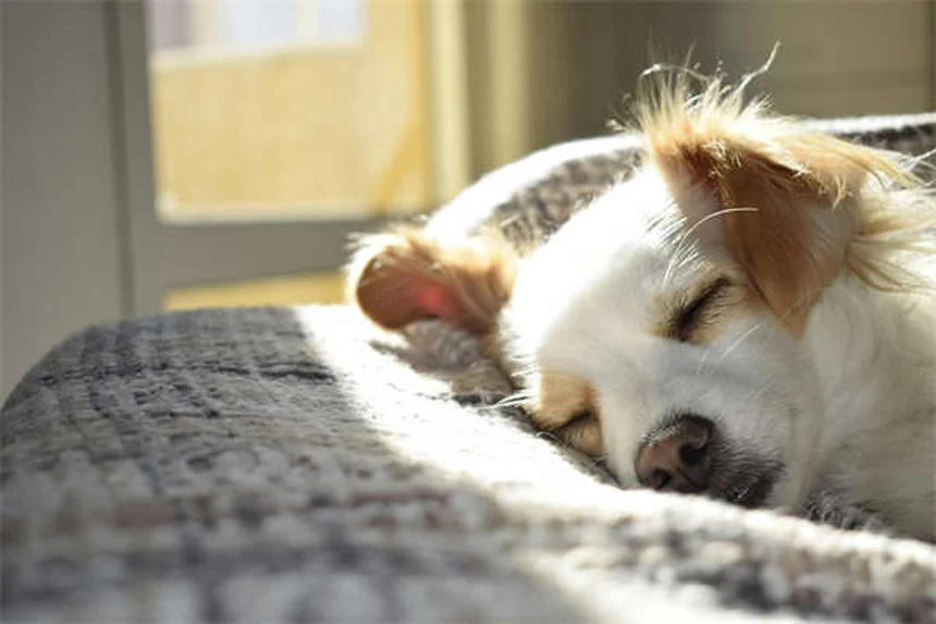 Why Do Dogs Love Squeaky Toys? 3 Surprising Reasons Explained