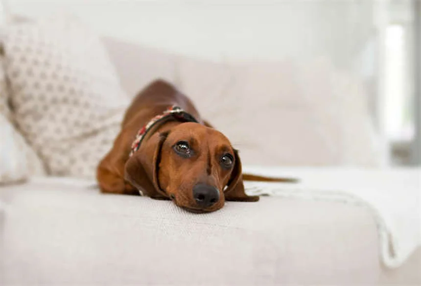 Why Do Dogs Love Squeaky Toys? 3 Surprising Reasons Explained