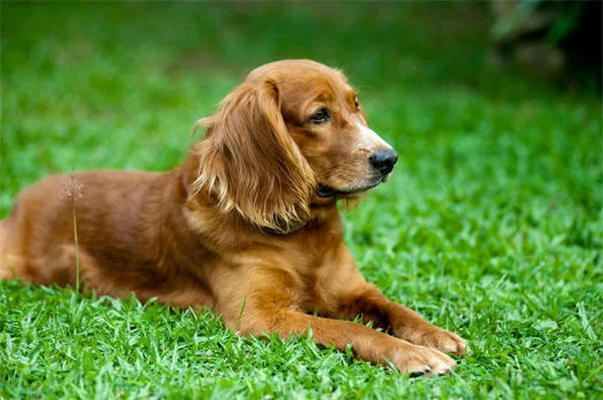 Senior Dog Care: 5 Essential Tips from a Veterinarian