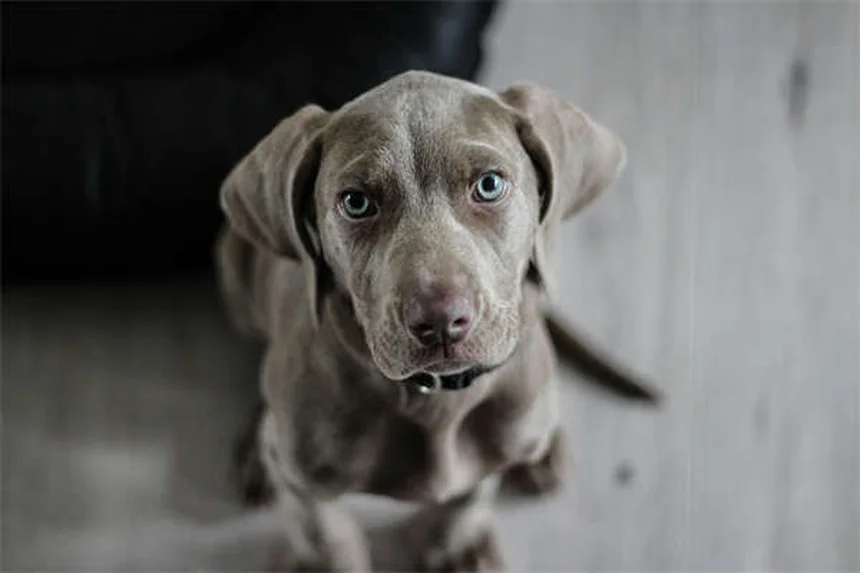Senior Dog Care: 5 Essential Tips from a Veterinarian