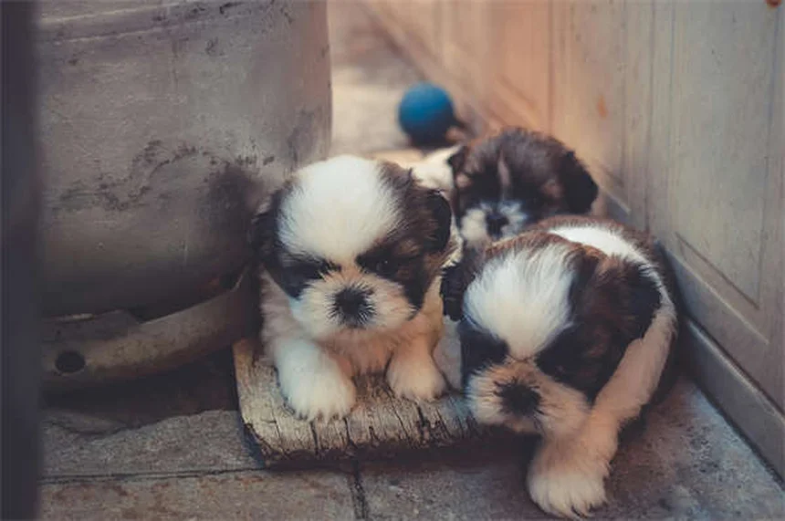 5 Dangerous Trash Can Items That Could Harm Your Pet