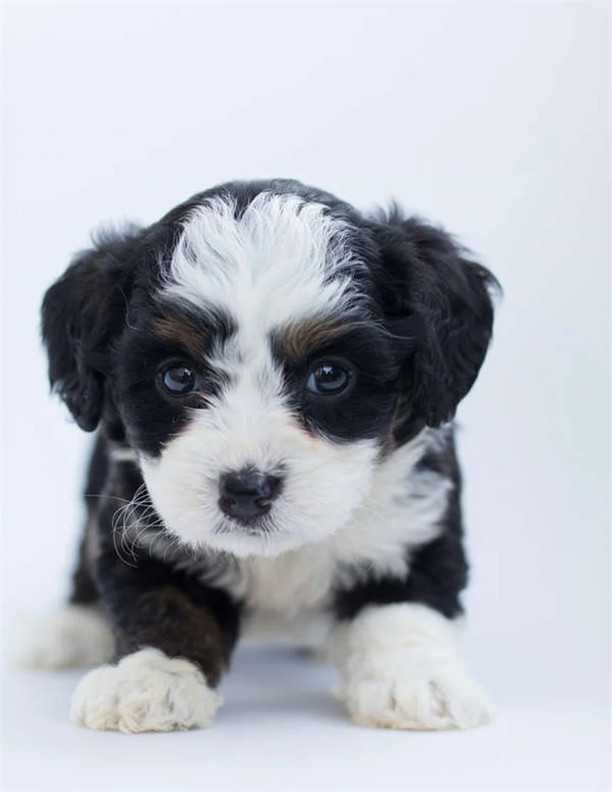 When Do Dogs Stop Growing? Puppy Growth Timeline Explained