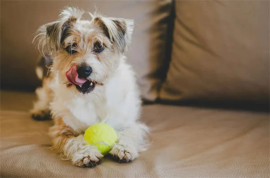 When Do Dogs Stop Growing? Puppy Growth Timeline Explained