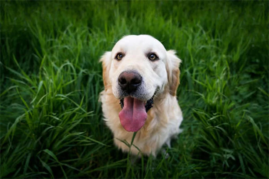 When Do Dogs Stop Growing? Puppy Growth Timeline Explained