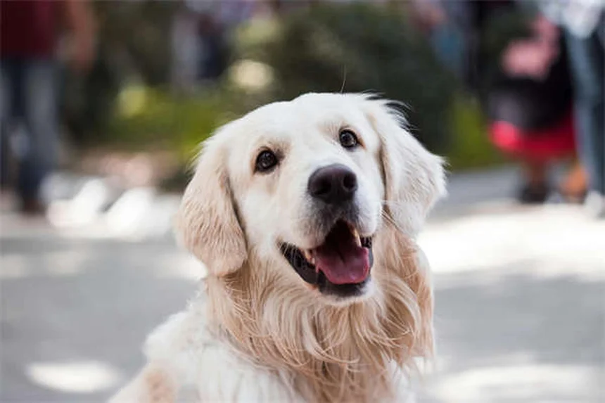 How to Remove a Tick from Your Dog Safely in 5 Easy Steps