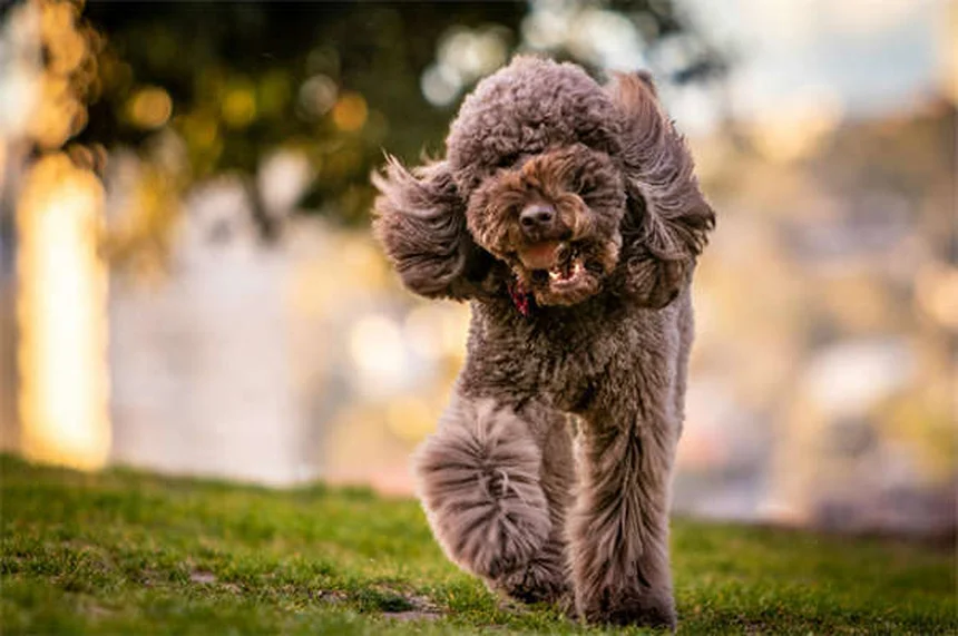 How to Remove a Tick from Your Dog Safely in 5 Easy Steps