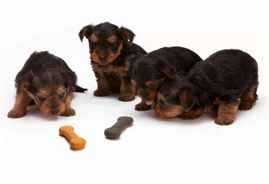 How to Remove a Tick from Your Dog Safely in 5 Easy Steps