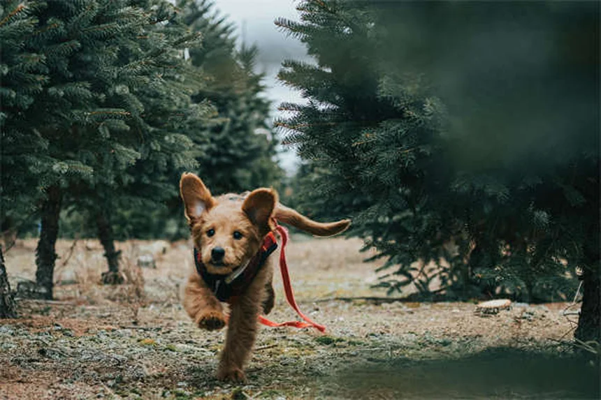 Rocky Mountain Spotted Fever in Dogs: Symptoms & Treatment Guide