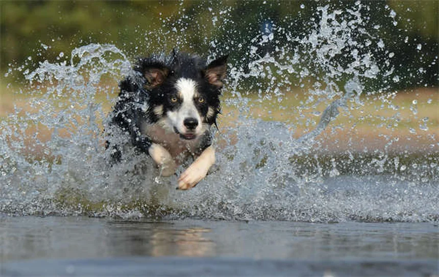 Rocky Mountain Spotted Fever in Dogs: Symptoms & Treatment Guide