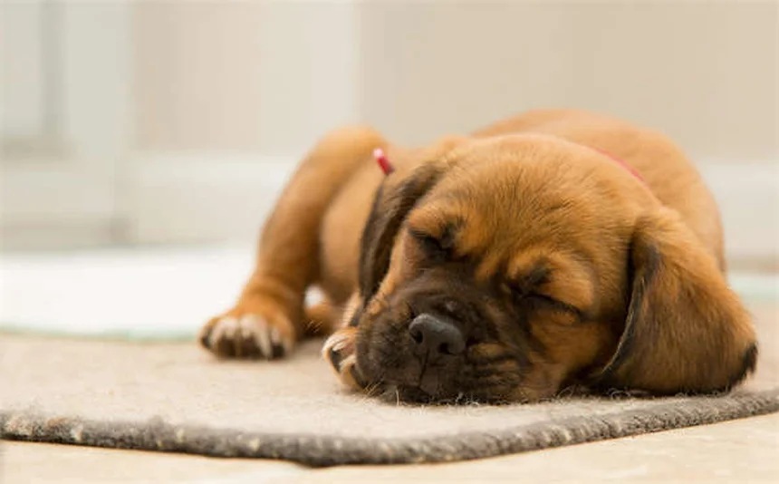 Rocky Mountain Spotted Fever in Dogs: Symptoms & Treatment Guide