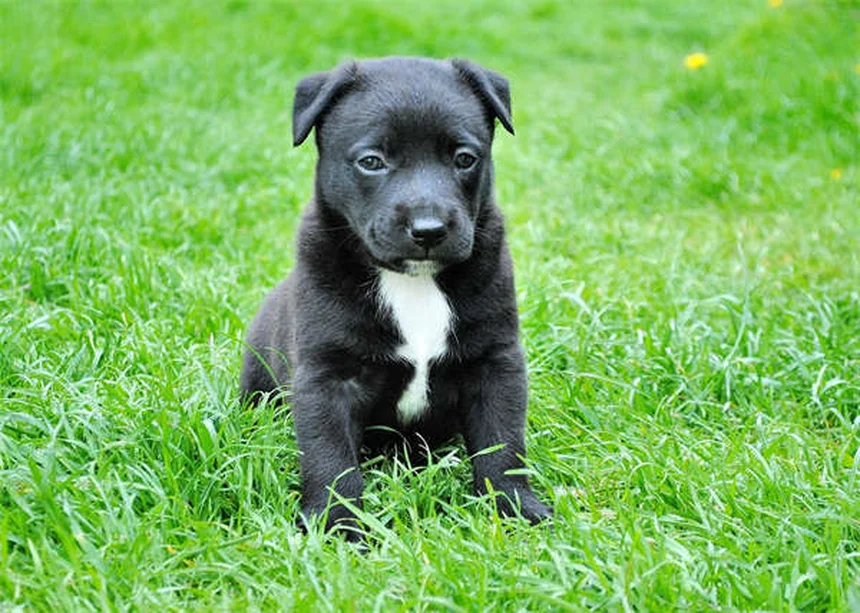 Guppy Fish Care: 7 Essential Tips for Happy, Healthy Pets