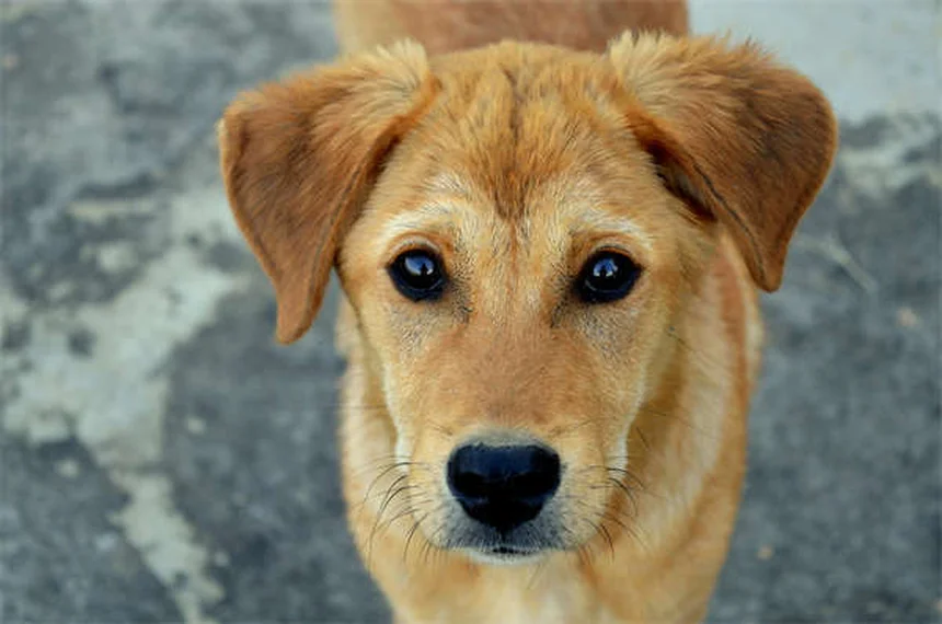 Guppy Fish Care: 7 Essential Tips for Happy, Healthy Pets