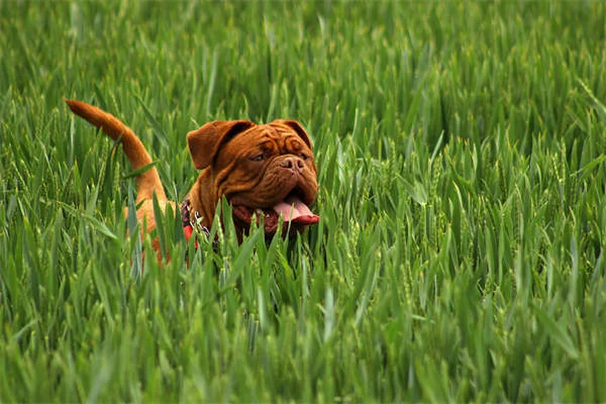 Top 15 Smartest Dog Breeds That Will Outsmart You