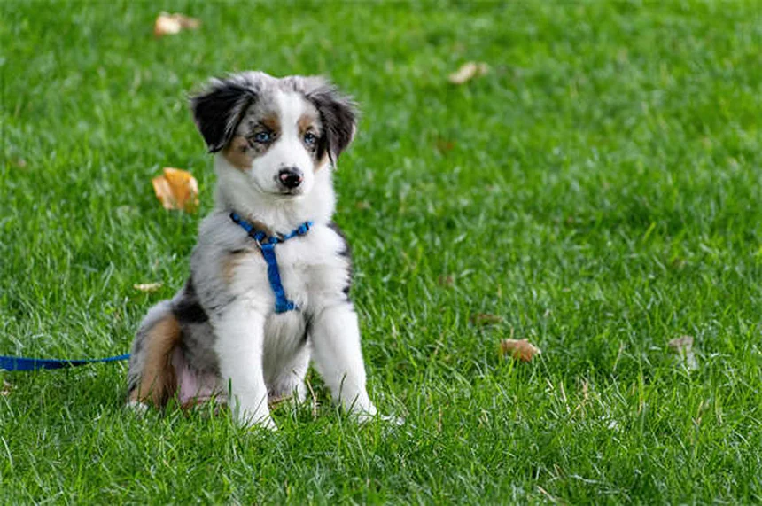 Top 15 Smartest Dog Breeds That Will Outsmart You