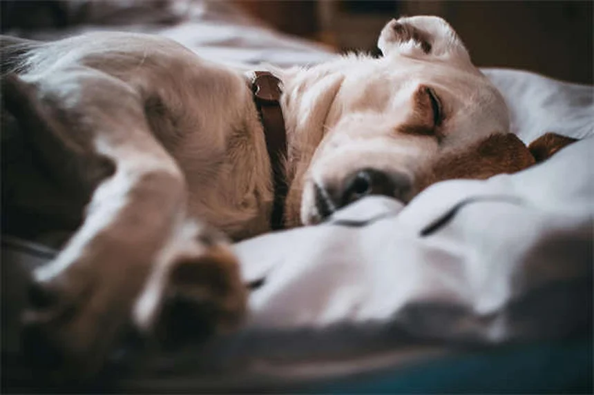 7 Common Pet Bathing Mistakes You're Probably Making