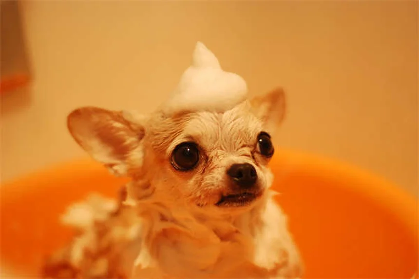 7 Fascinating Rat Nesting Behaviors Every Pet Owner Should Know