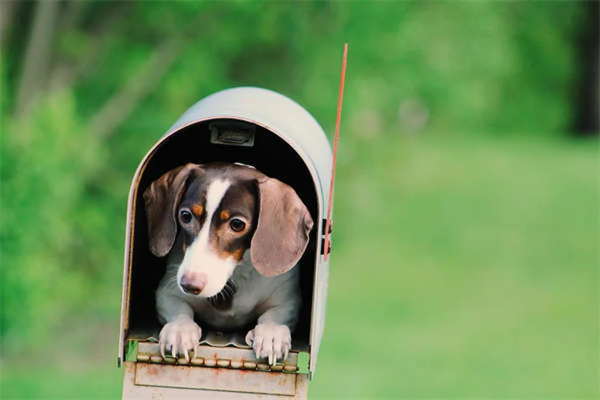 Chlorpheniramine for Pets: Safe Allergy Relief for Dogs & Cats