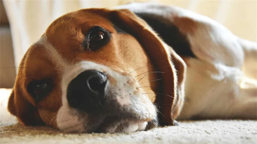 Chlorpheniramine for Pets: Safe Allergy Relief for Dogs & Cats