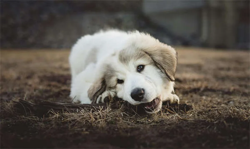 Chlorpheniramine for Pets: Safe Allergy Relief for Dogs & Cats