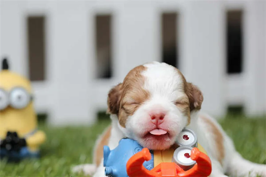 Reverse Sneezing in Dogs: What It Is & How to Stop It Fast