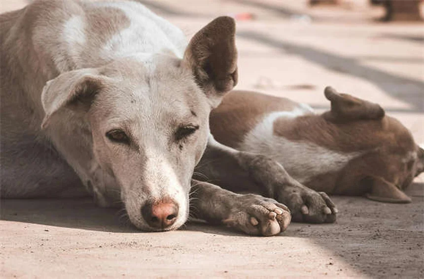 Dog Vaccinations: Essential Shots Every Pet Owner Must Know