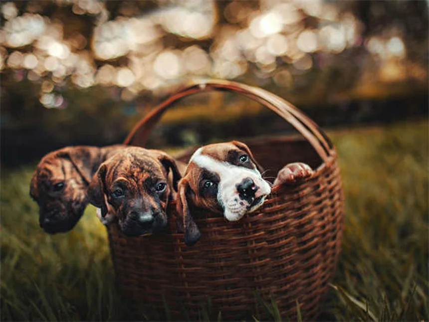 Dog Vaccinations: Essential Shots Every Pet Owner Must Know