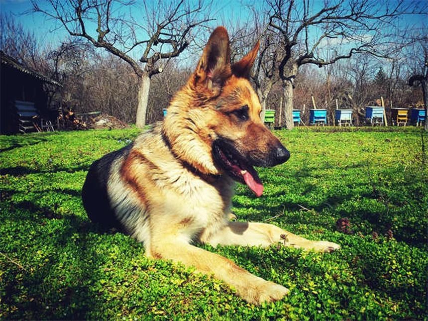 Why Do Dogs Stare at You When They Poop? 5 Surprising Reasons