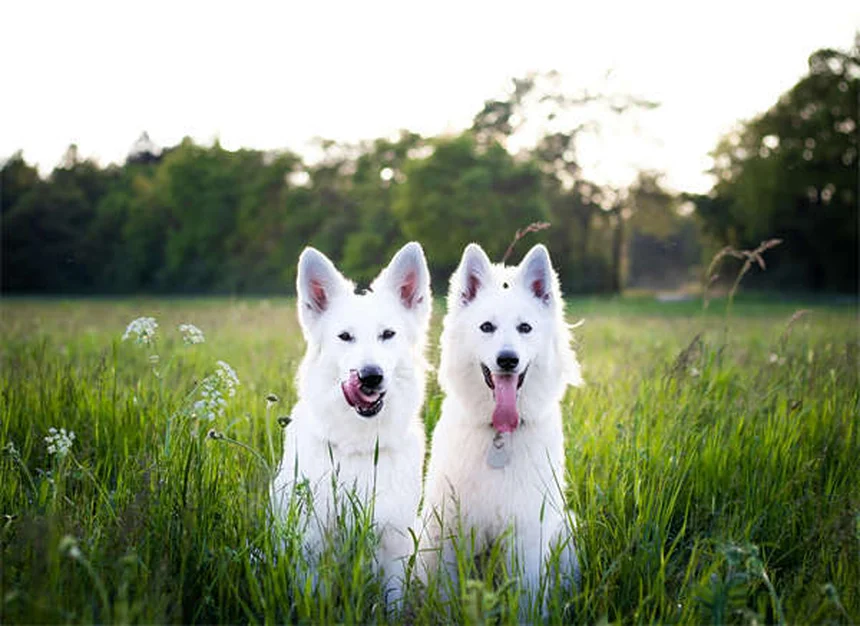 Why Do Dogs Stare at You When They Poop? 5 Surprising Reasons