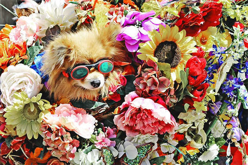 Why Do Dogs Stare at You When They Poop? 5 Surprising Reasons