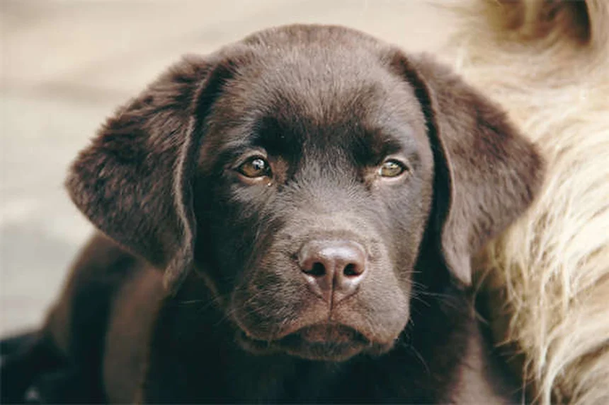 Dog C-Section: What Every Pet Owner Needs to Know