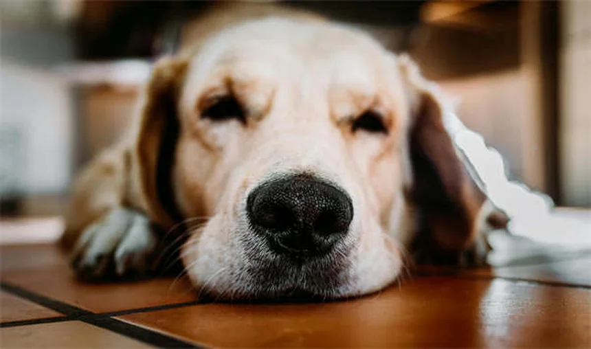 Dog C-Section: What Every Pet Owner Needs to Know