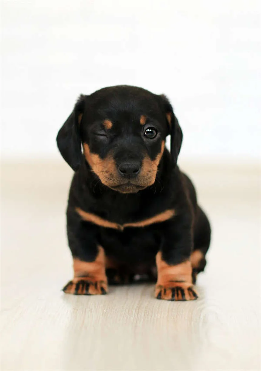 Dog C-Section: What Every Pet Owner Needs to Know
