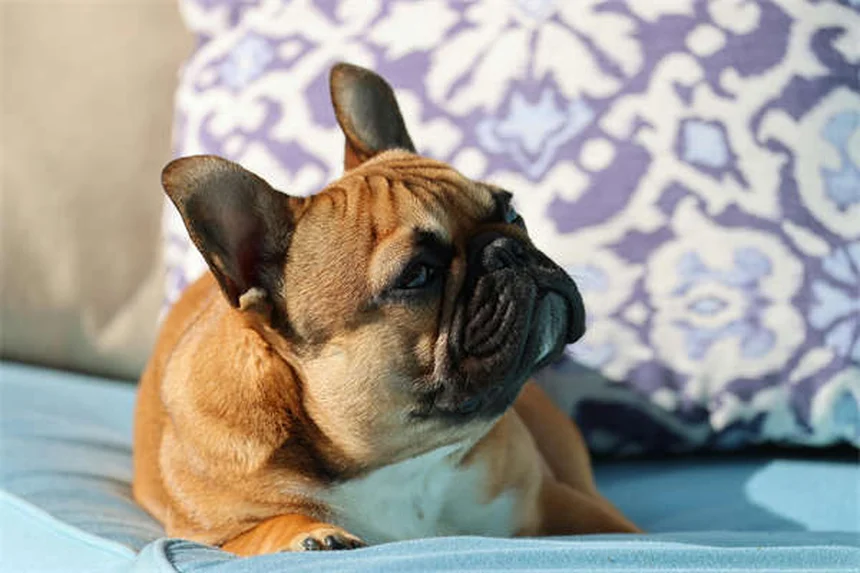 Dog's Eyes Red? 5 Urgent Signs You Should Never Ignore