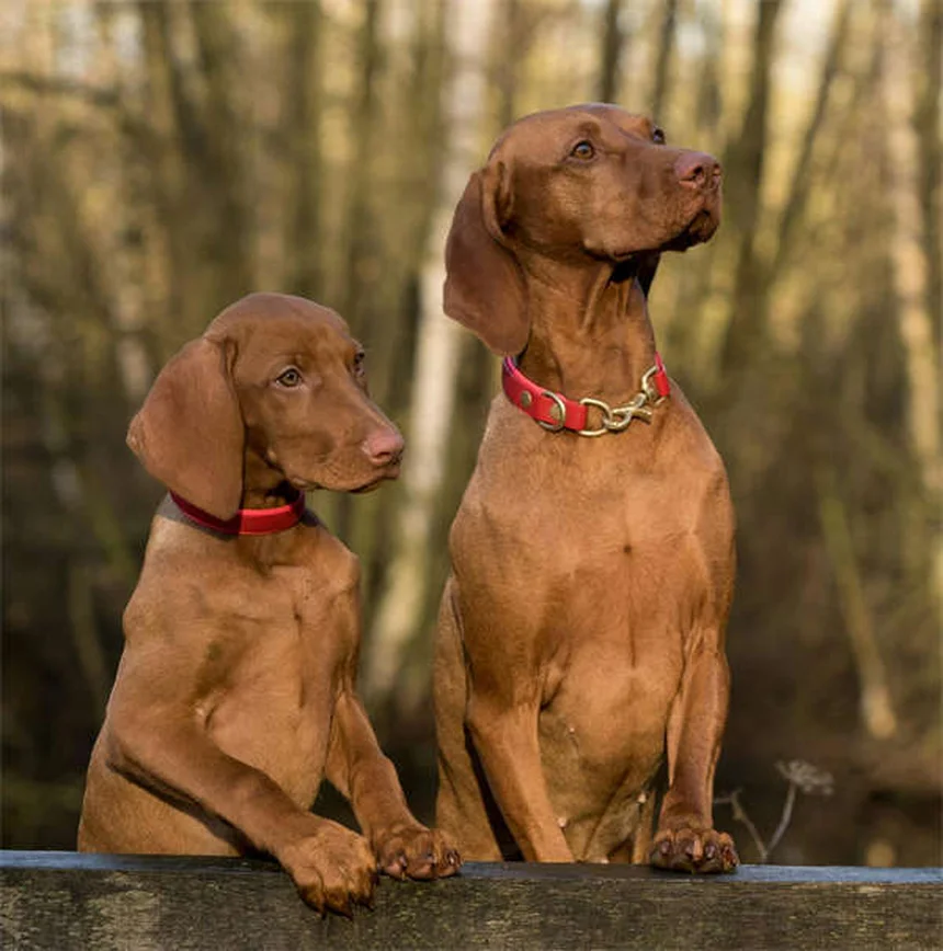 7 Common Pet Bathing Mistakes You're Probably Making