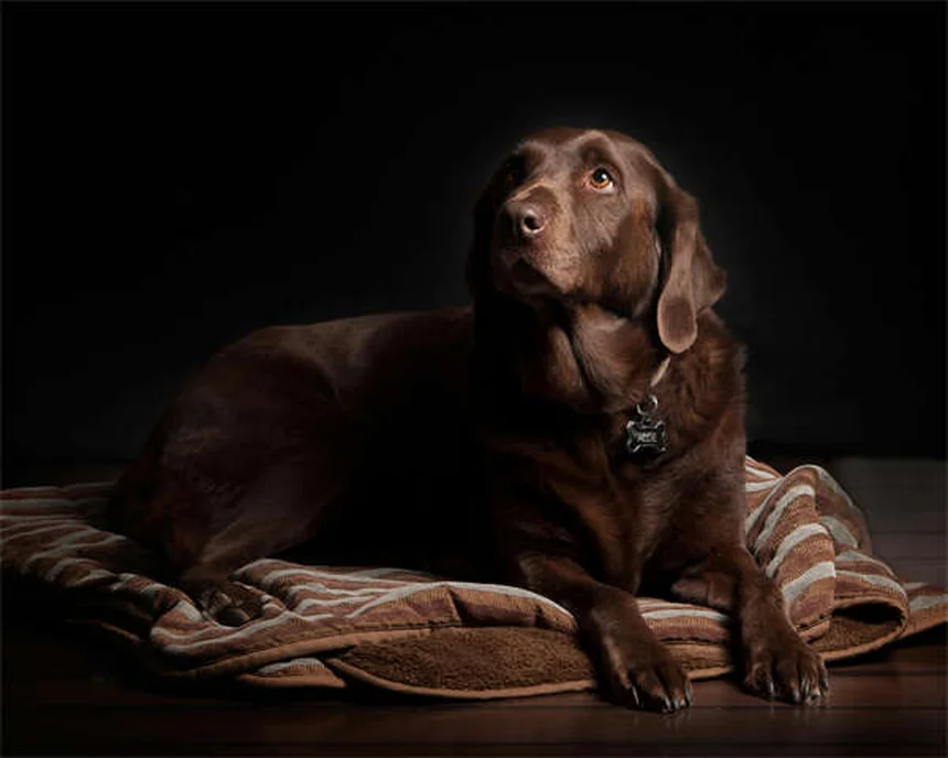 How to Pet a Dog Properly: 5 Expert Tips for Safe Interactions