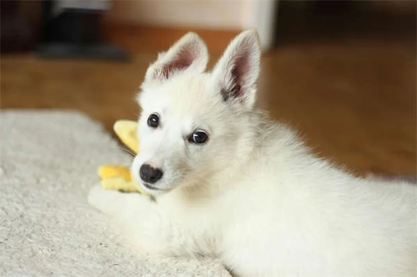 How to Crate Train a Puppy: 7 Easy Steps for Success