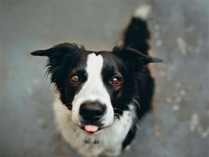How to Crate Train a Puppy: 7 Easy Steps for Success