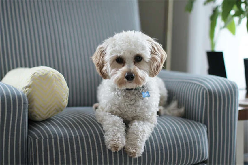 Why Is My Dog Pressing Their Head Against the Wall? 5 Warning Signs