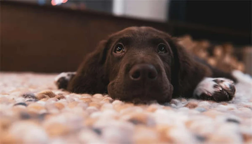7 Reasons Why Your Dog Lies on You (And What It Means)