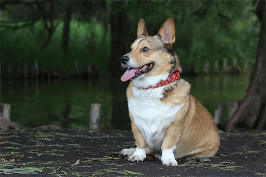 7 Reasons Why Your Dog Lies on You (And What It Means)