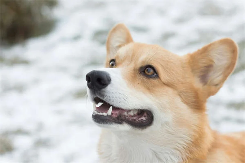 Why Is My Dog Shaking? 10 Common Causes Explained