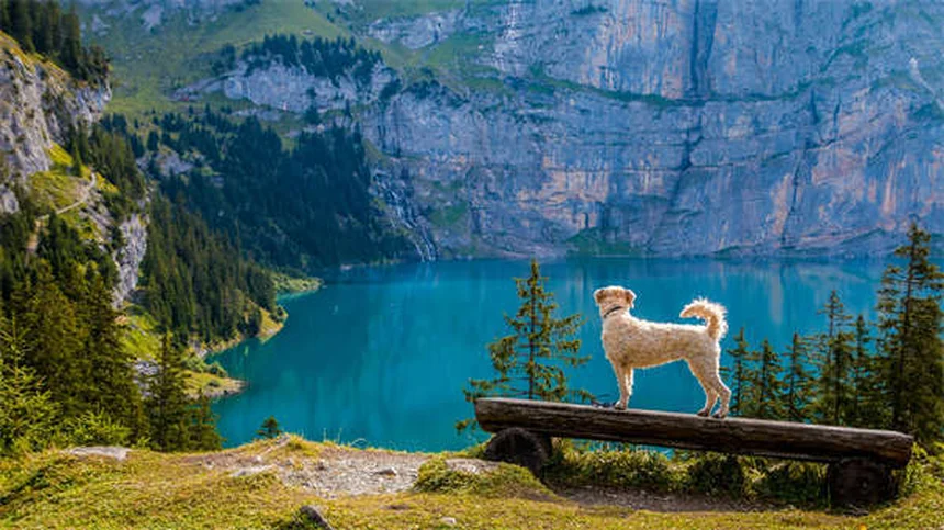 Why Is My Dog Shaking? 10 Common Causes Explained