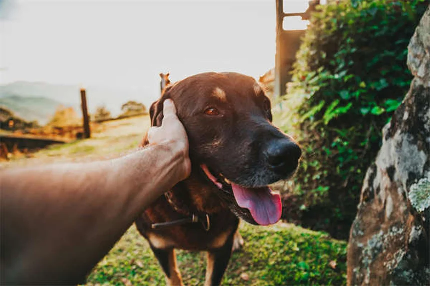 Dog Urine Crystals: What Every Pet Owner Needs to Know