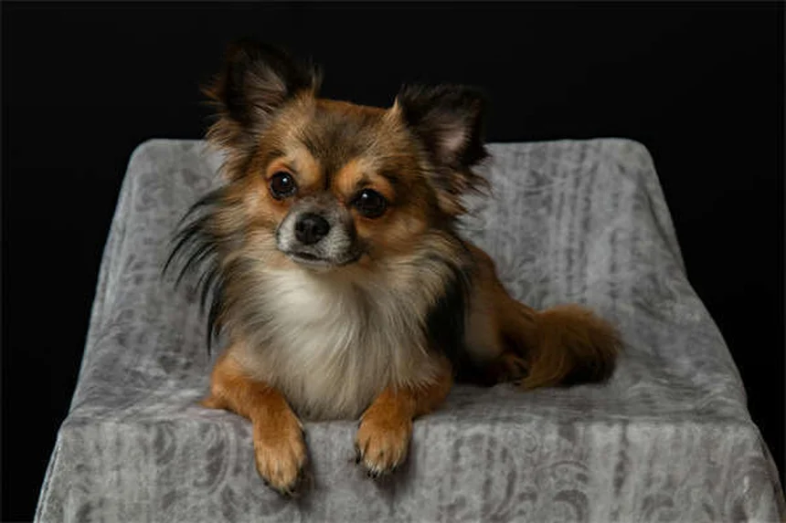Why Is My Puppy Not Growing? 5 Common Causes of Stunted Growth