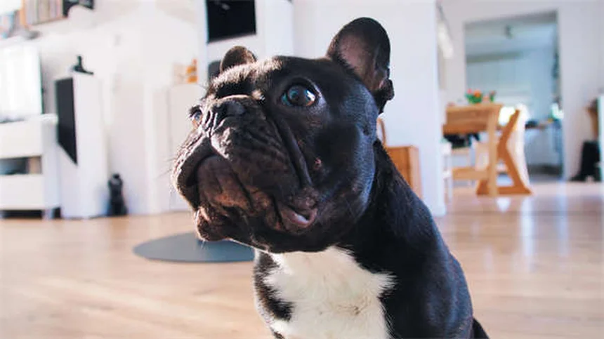 Why Is My Puppy Not Growing? 5 Common Causes of Stunted Growth